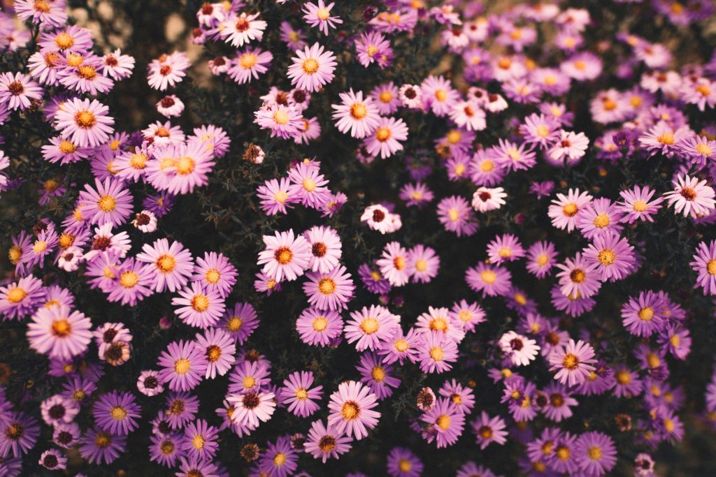 Flor aster: la belleza en persona