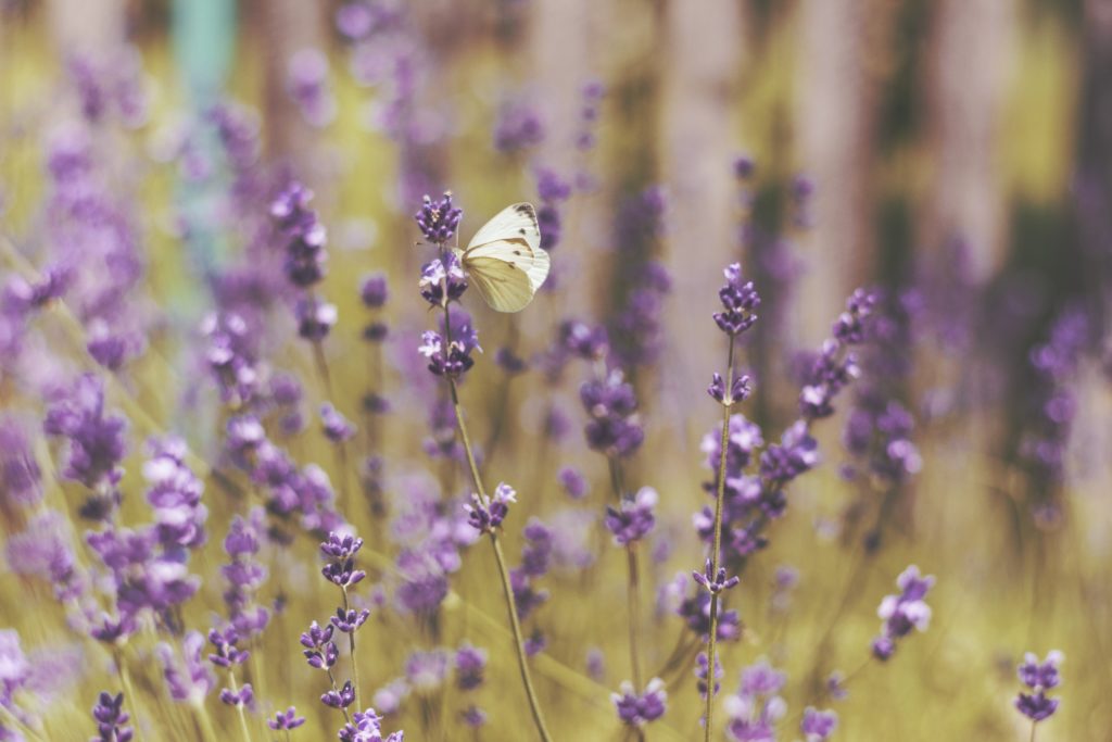 Contraindicaciones de la lavanda