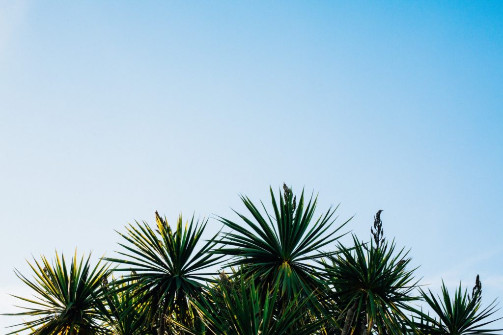 5 flores de verano