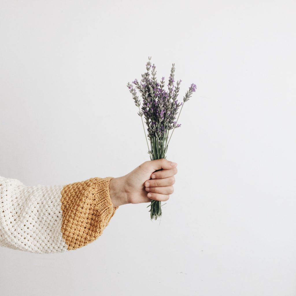 Lavanda – la flor de los mil usos