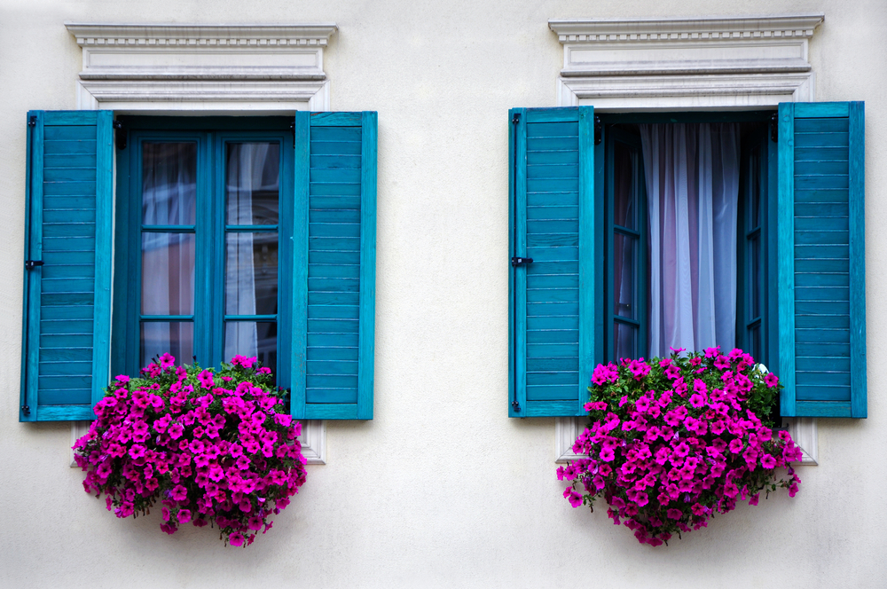 Para exponer Espectador Grifo Petunia, la flor que decora las calles | Colvin Blog