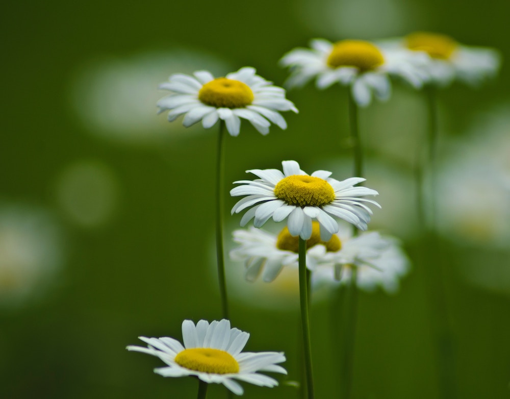 La preciosa flor margarita | Colvin Blog
