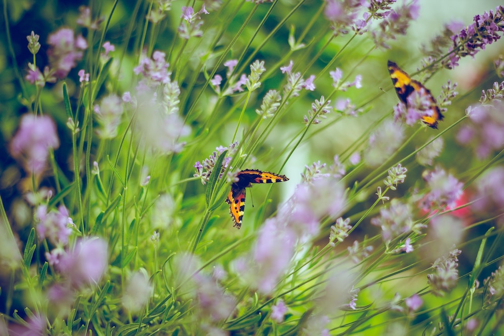 flores en verano mariposas