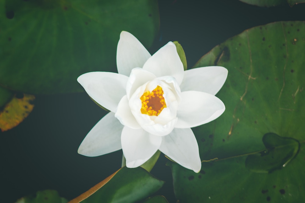 Significado de la flor de loto | Colvin Blog