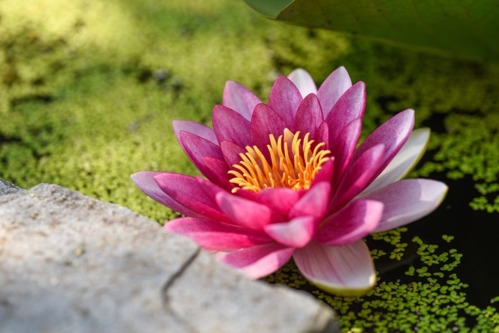 Significado de la flor de loto