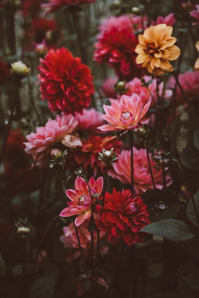 La flor dalia, perfecta para decorar | Colvin Blog