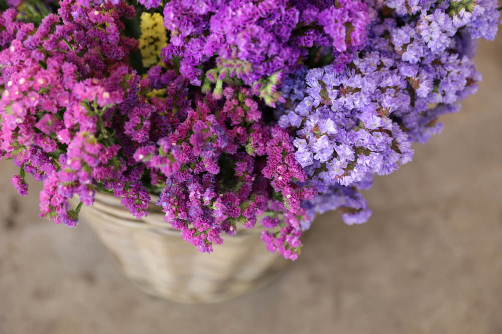 La preciosa flor limonium | Colvin Blog