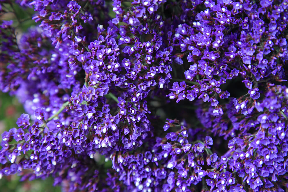 La preciosa flor limonium | Colvin Blog