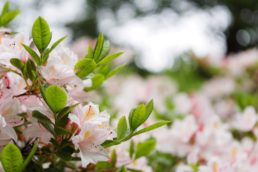 Todo sobre la flor azalea