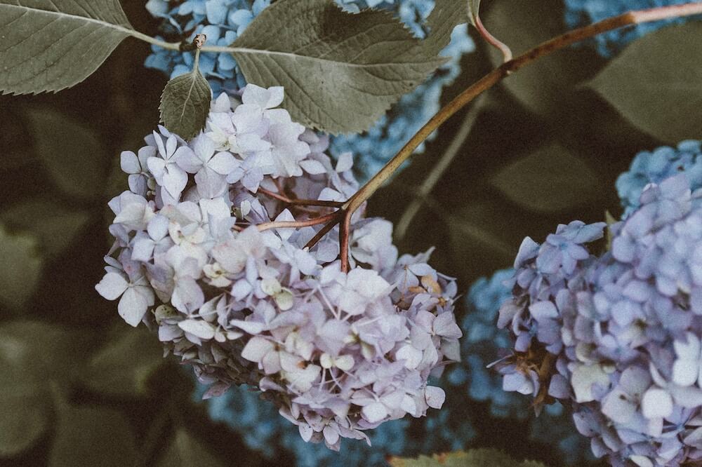 Cómo reproducir hortensias con esquejes