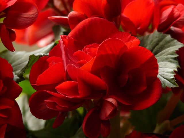 Details 100 picture begonia elatior roja