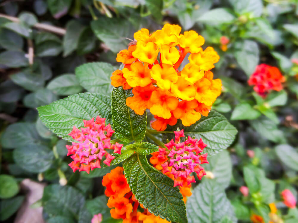 Lantana camara flor | Colvin Blog