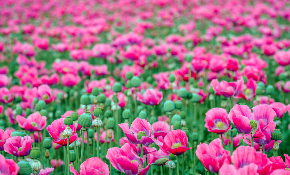 papaver somniferum flores