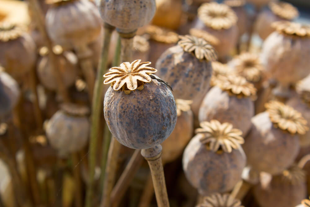 papaver somniferum cerrada