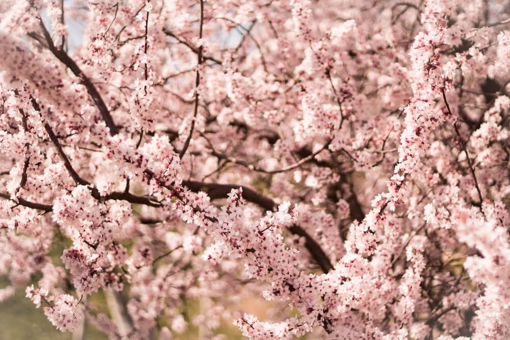 flor de cerezo rosa