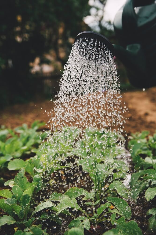 jardinería riego