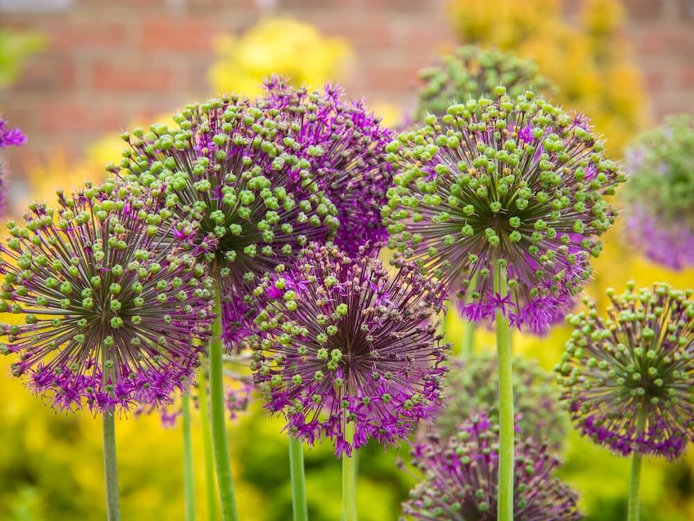 allium flor de cebolla