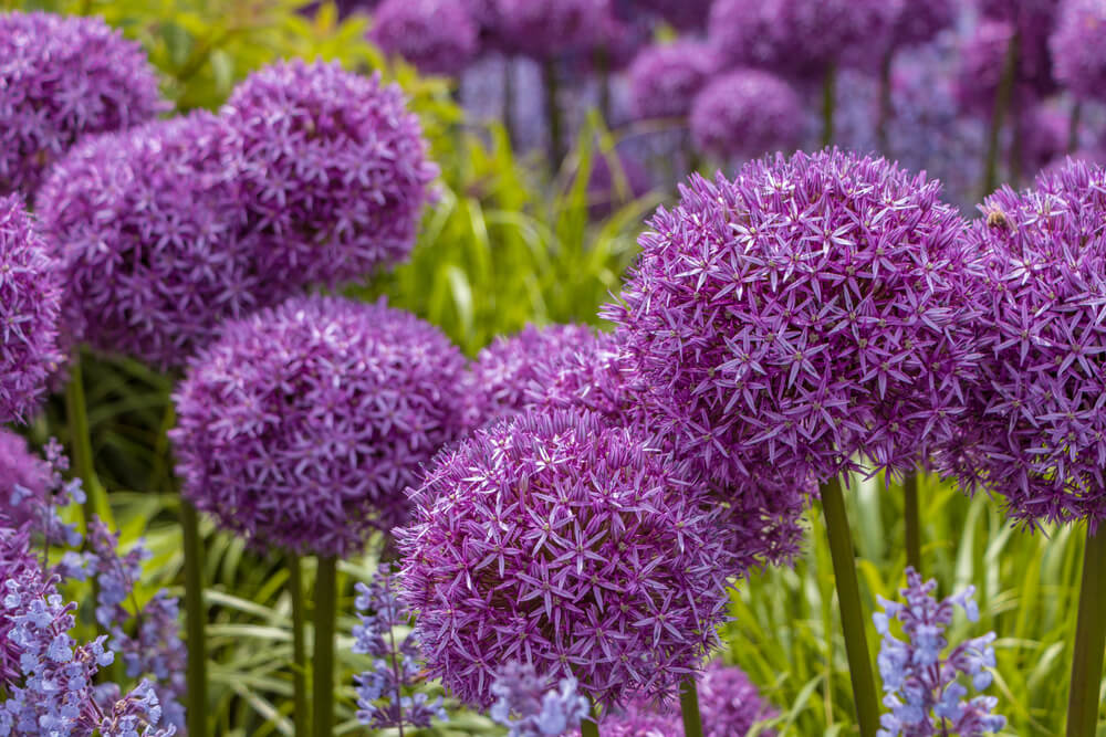 allium cebolla flor