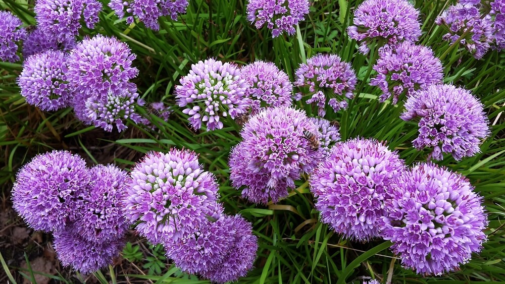 Allium, una flor comestible
