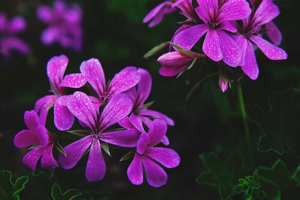 hojas de los geranios se pongan amarillas flor