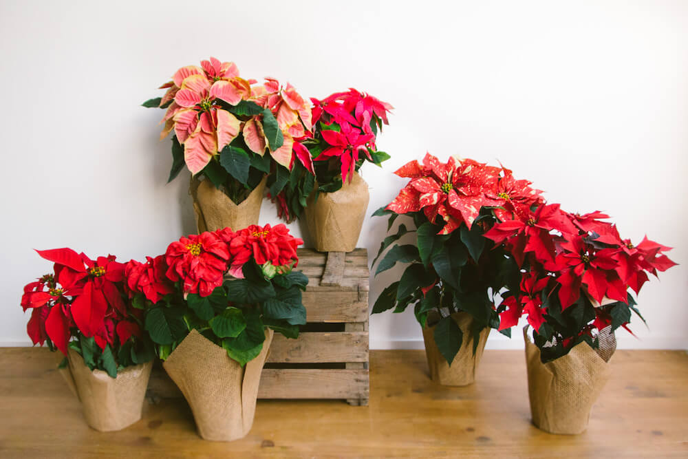 Poinsettia, la flor de la Navidad ha llegado