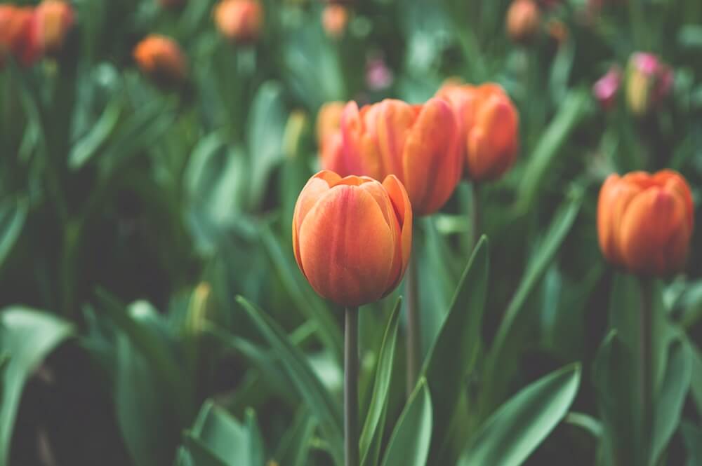 Crisis de los tulipanes