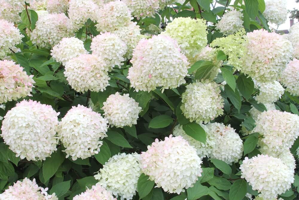 hydrangea paniculata 