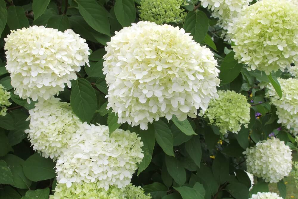 hydrangea paniculata detalle