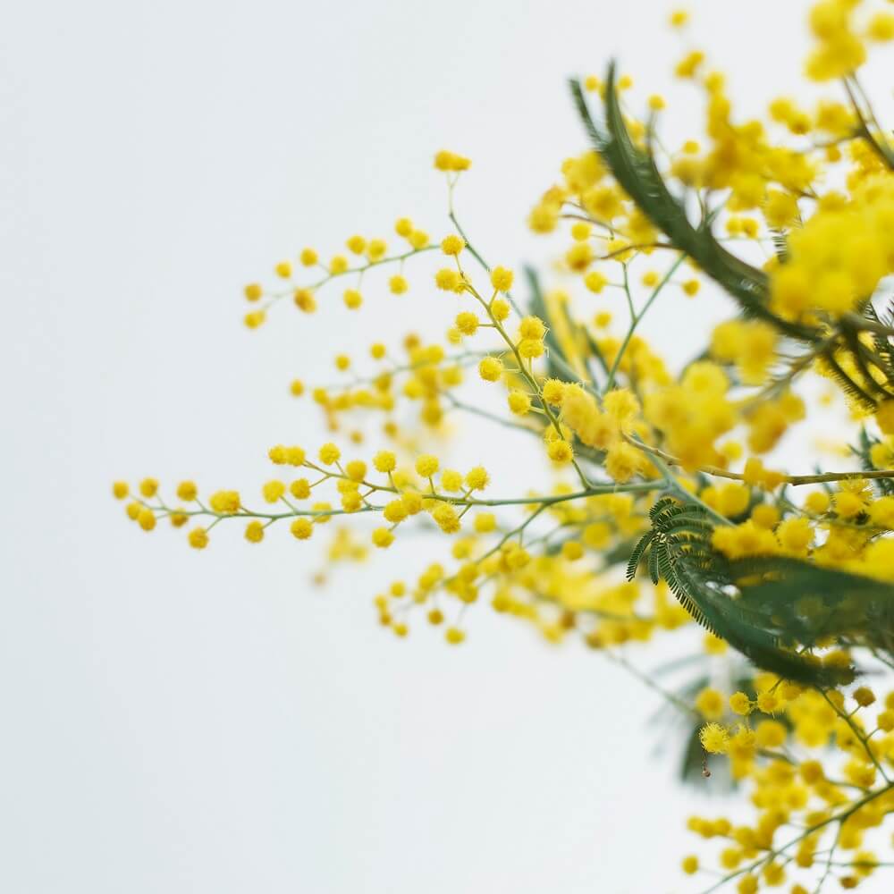 Enamórate de la flor mimosa
