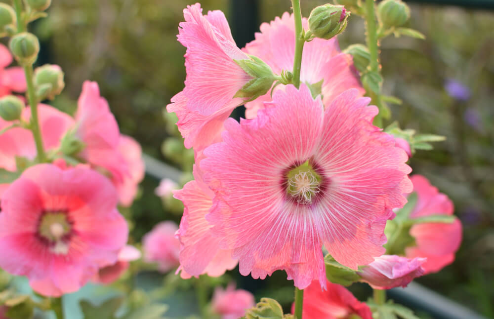 propiedades de la malva rosa