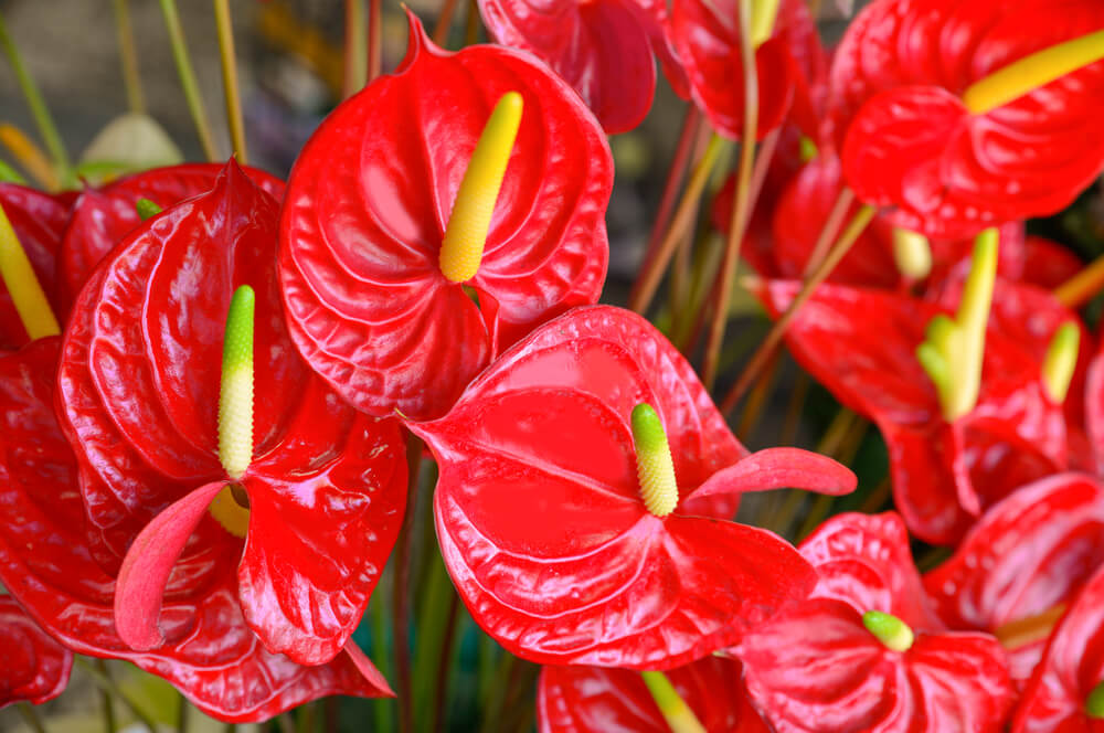 anthurium rojo