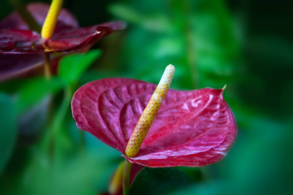 anthurium solo