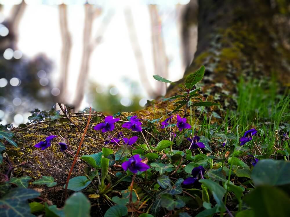 violetas bosque