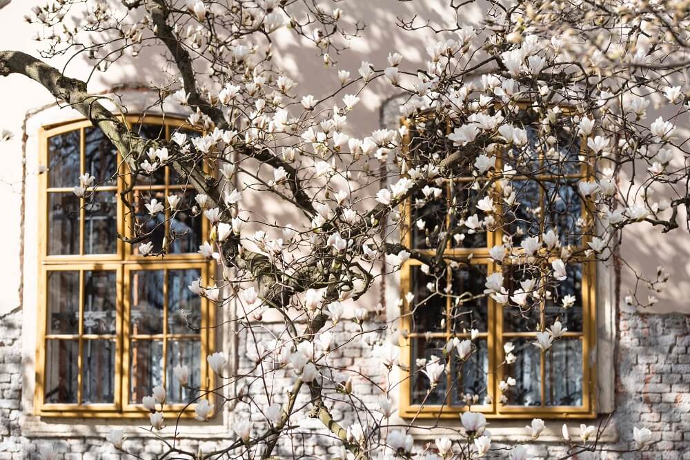 magnolias en ventana 