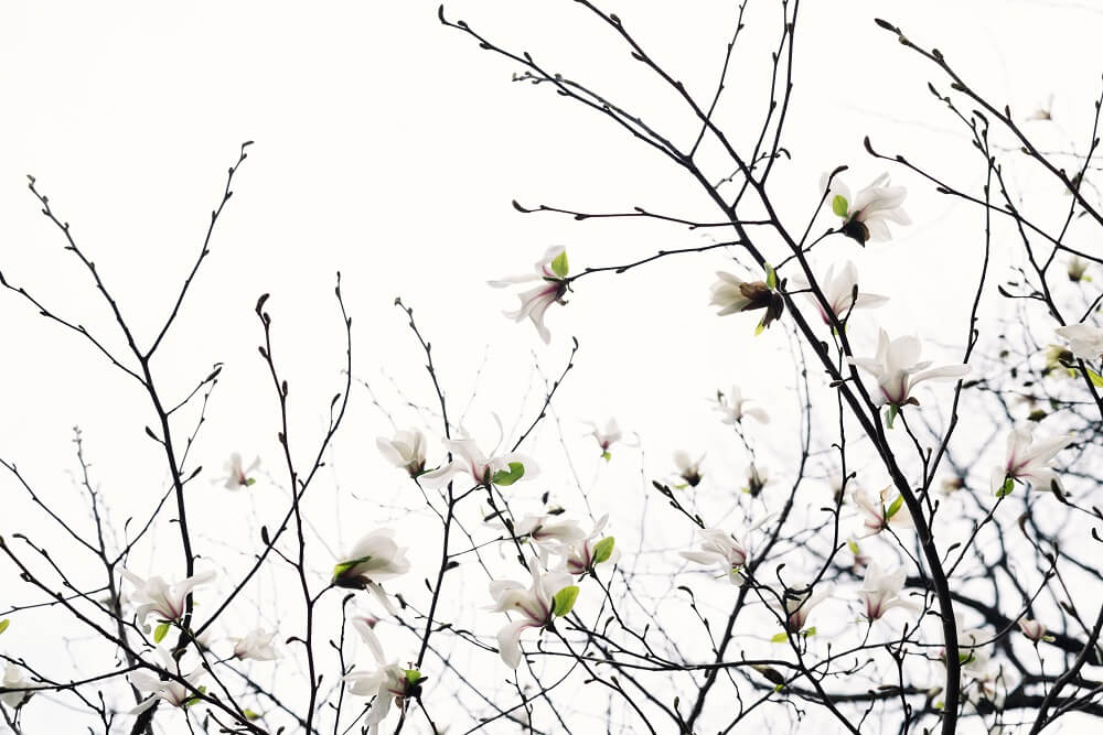 Magnolias: descubre a la flor perfecta