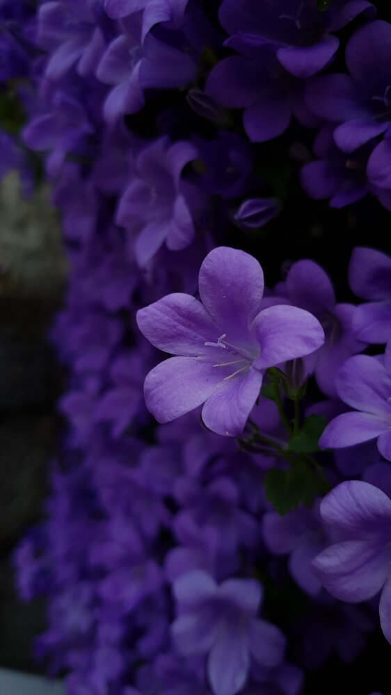 violetas detalle 