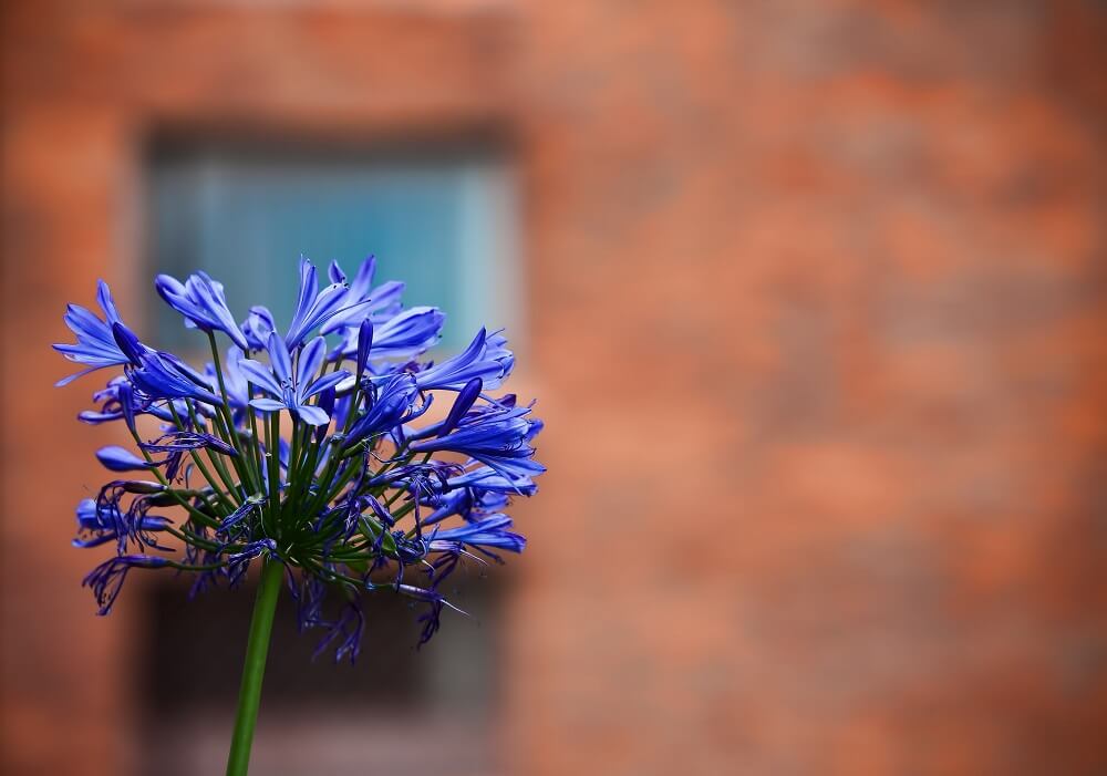 Cuidados de la agapanthus africanus