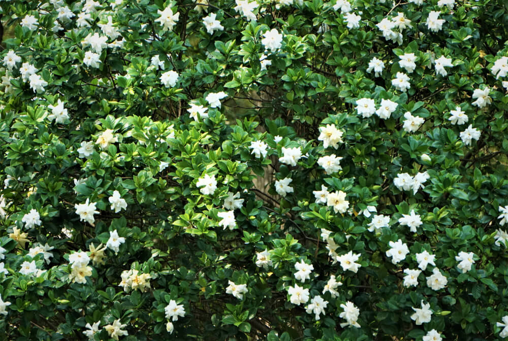gardenia conjunto 