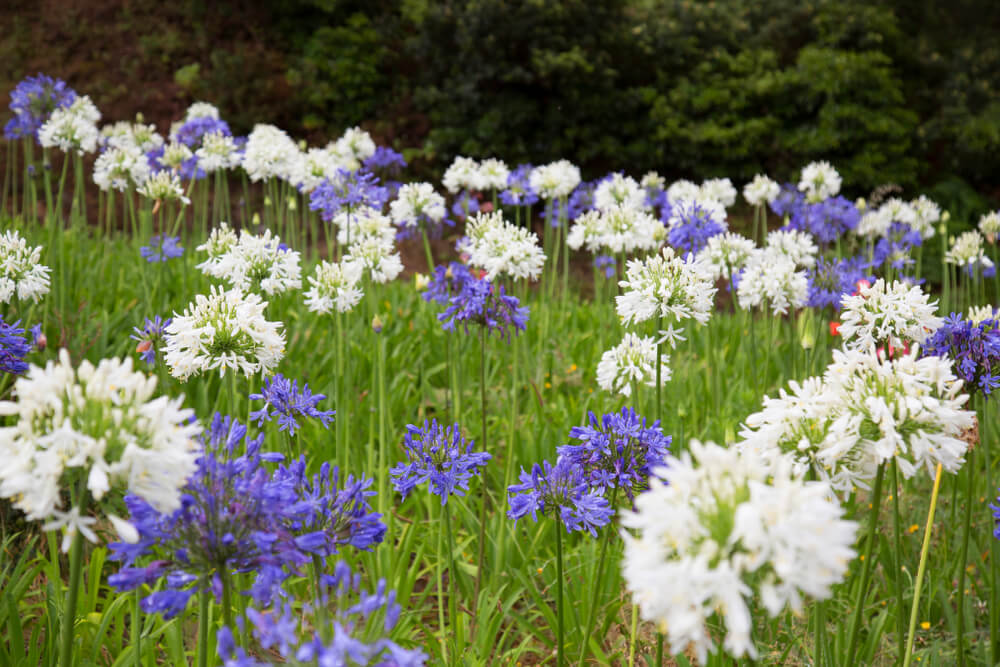 agapanthus africanus conjunto