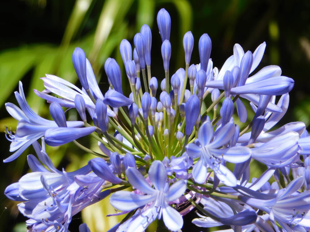 agapanthus africanus detalle 