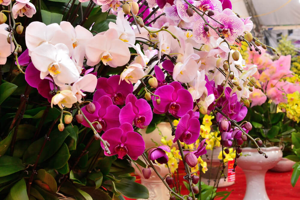 5 tipos de orquídeas