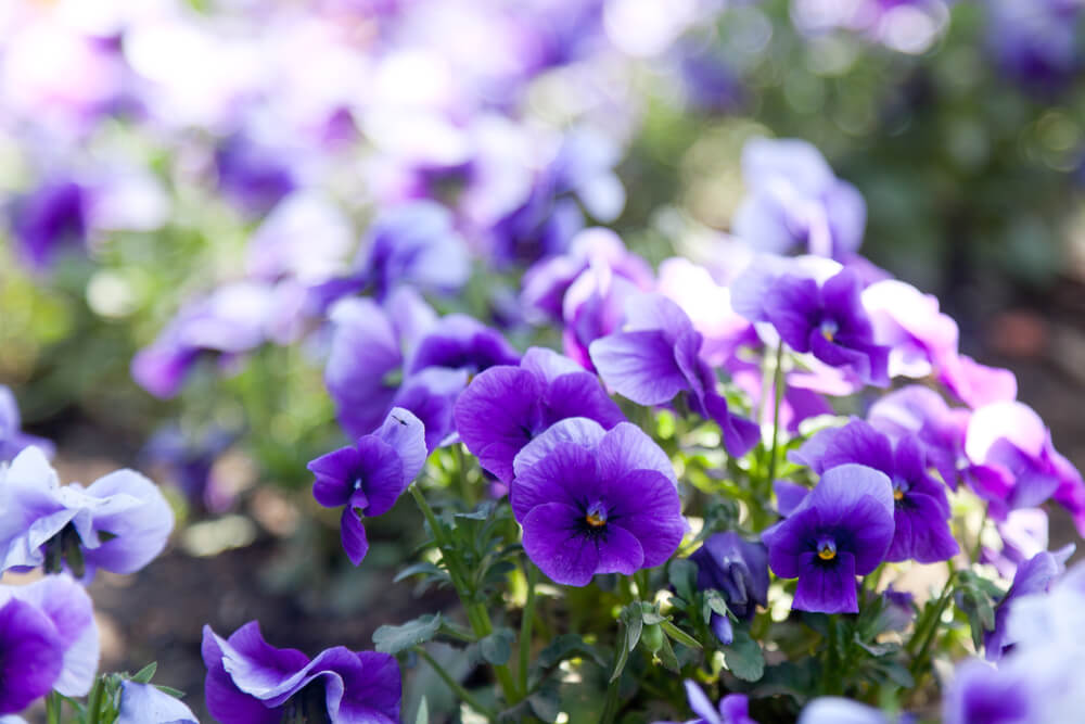 Cuidados de las violetas