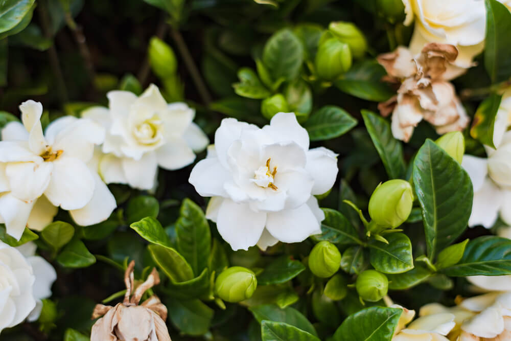 Cuidados de la flor gardenia | Colvin Blog