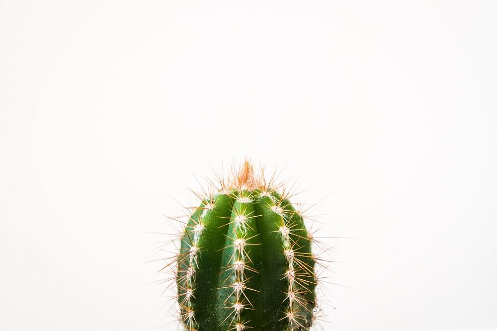 cactus cabeza