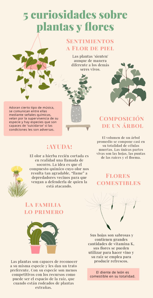 curiosidades flores 