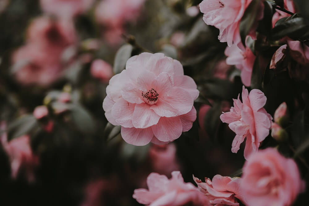 Cuidados de las camelias