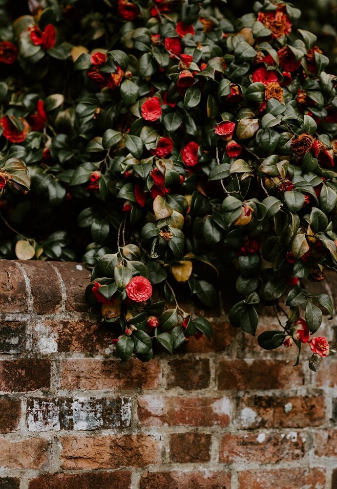 camelias en pared