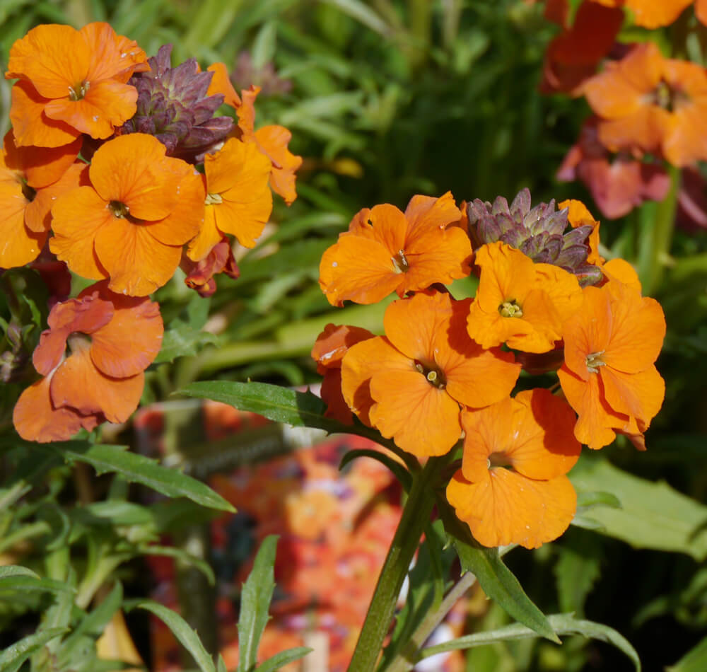 Matthiola naranja 