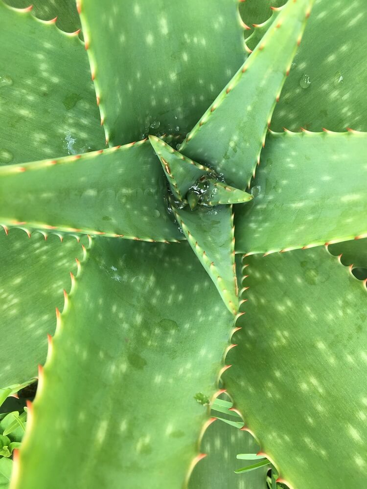 aloe vera detalle 