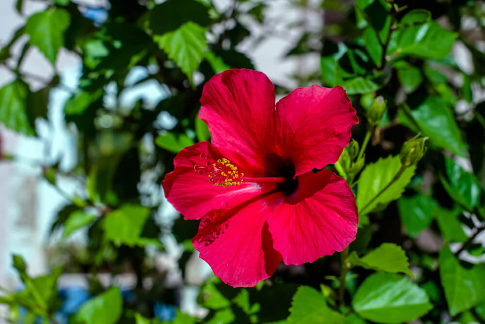 flor de Jamaica abierta 